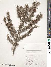 Larix gmelinii image