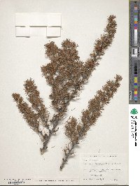 Larix kaempferi image