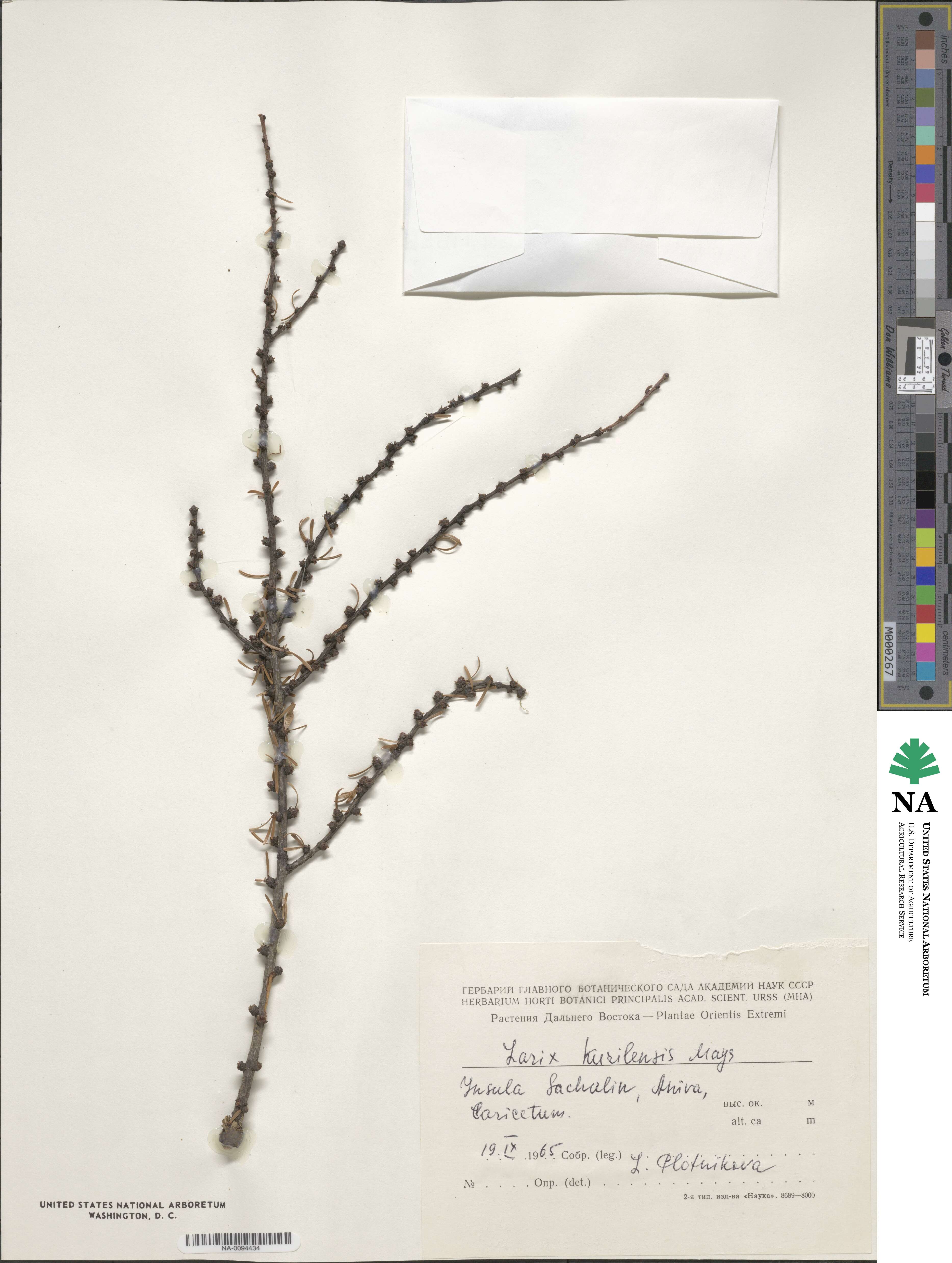 Larix gmelinii image