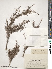 Larix gmelinii image