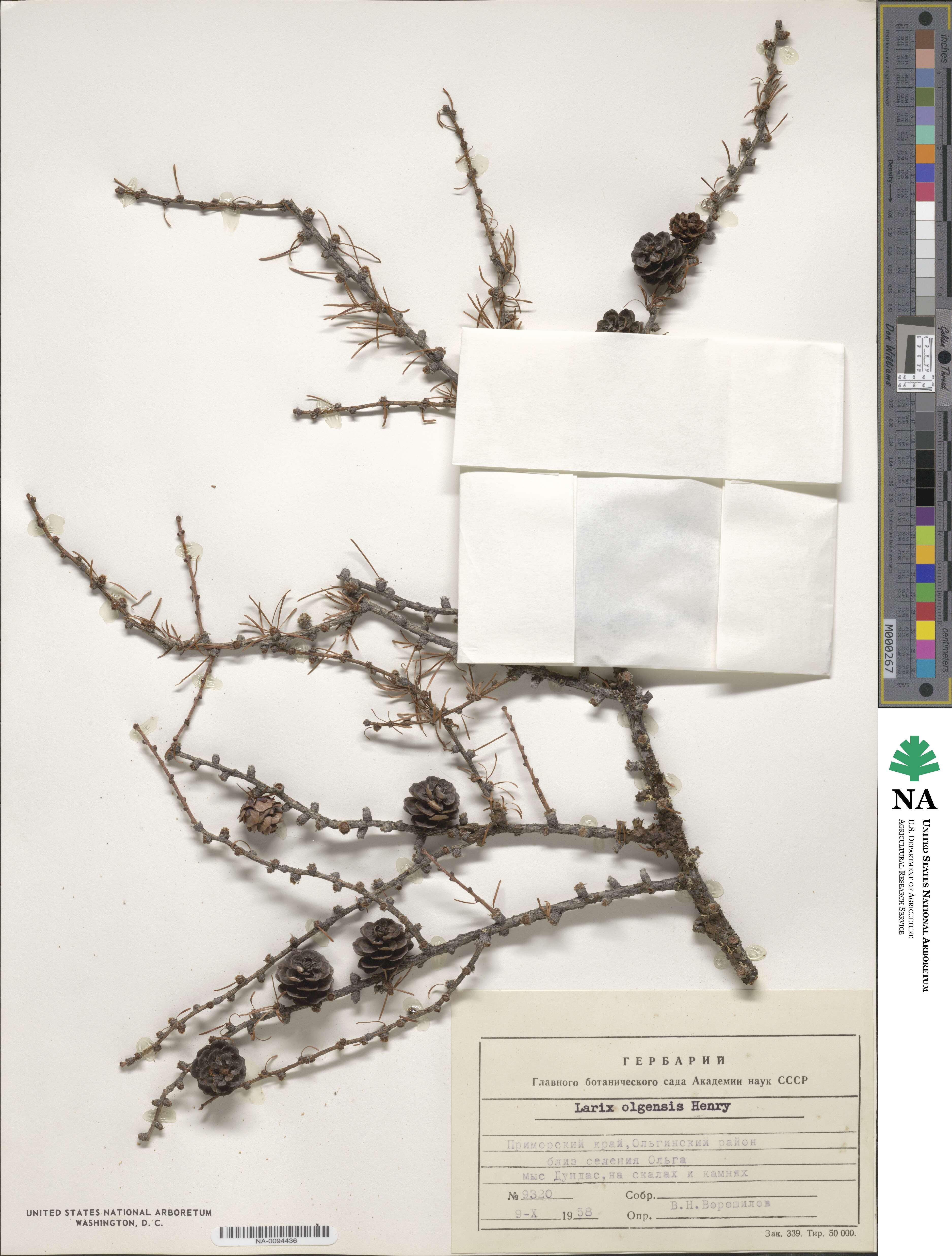 Larix gmelinii var. olgensis image