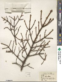 Picea glehnii image