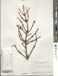 Picea jezoensis image