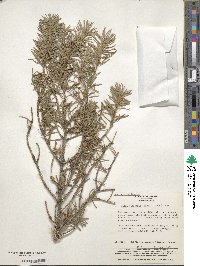 Picea jezoensis image