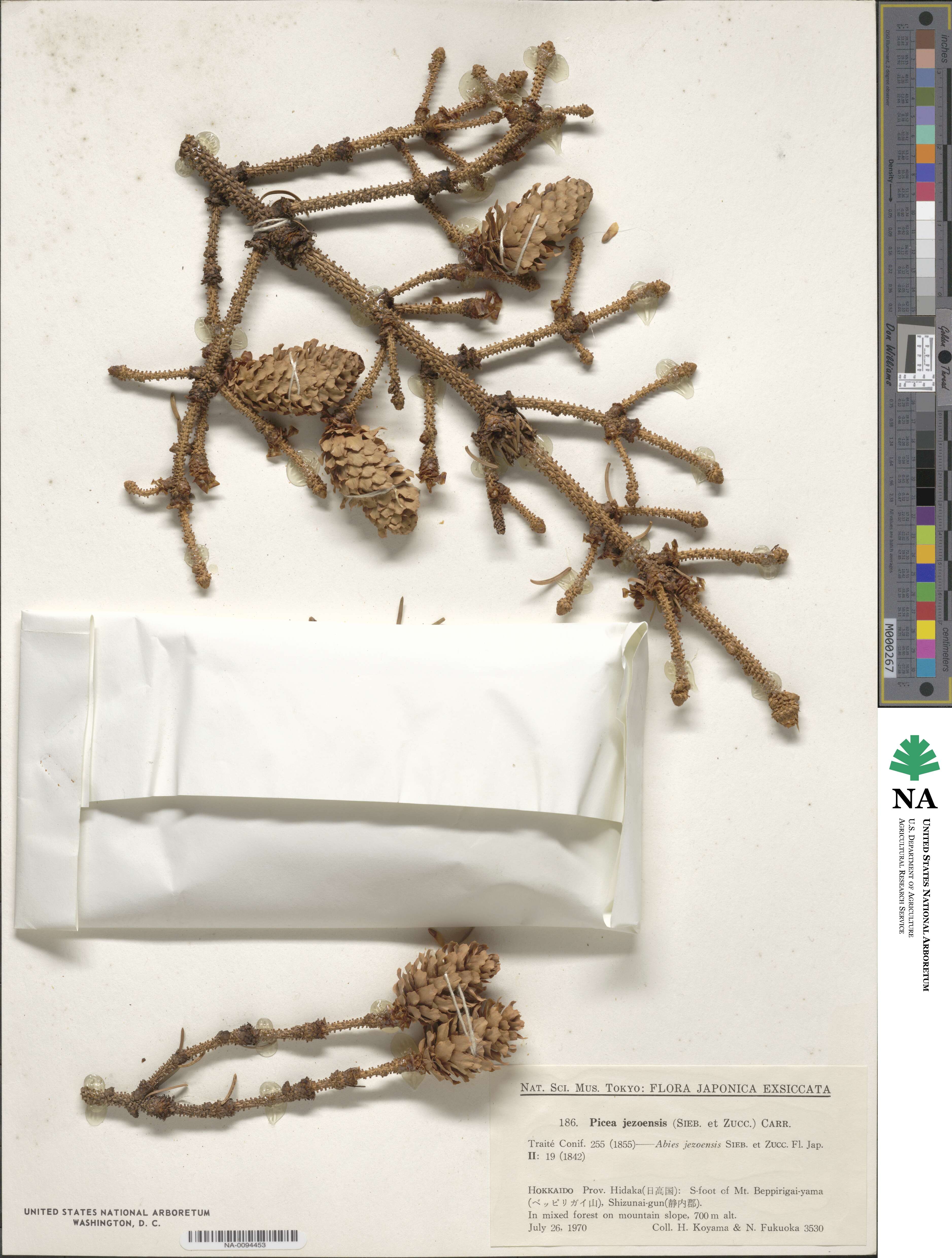 Picea jezoensis image