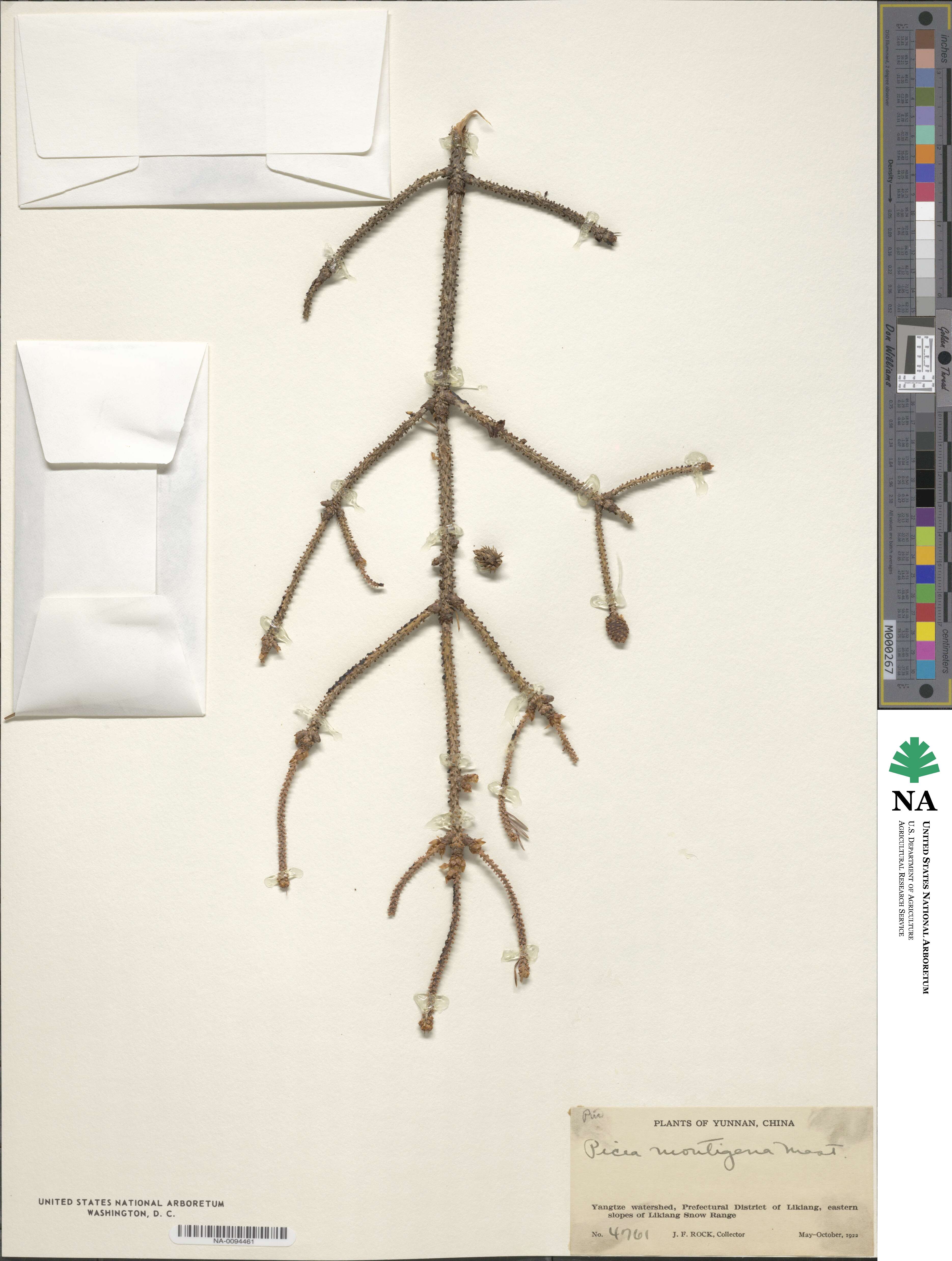 Picea likiangensis var. montigena image