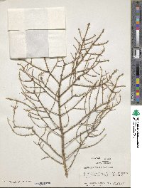 Picea orientalis image