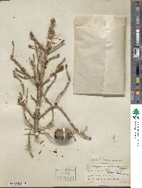 Picea purpurea image