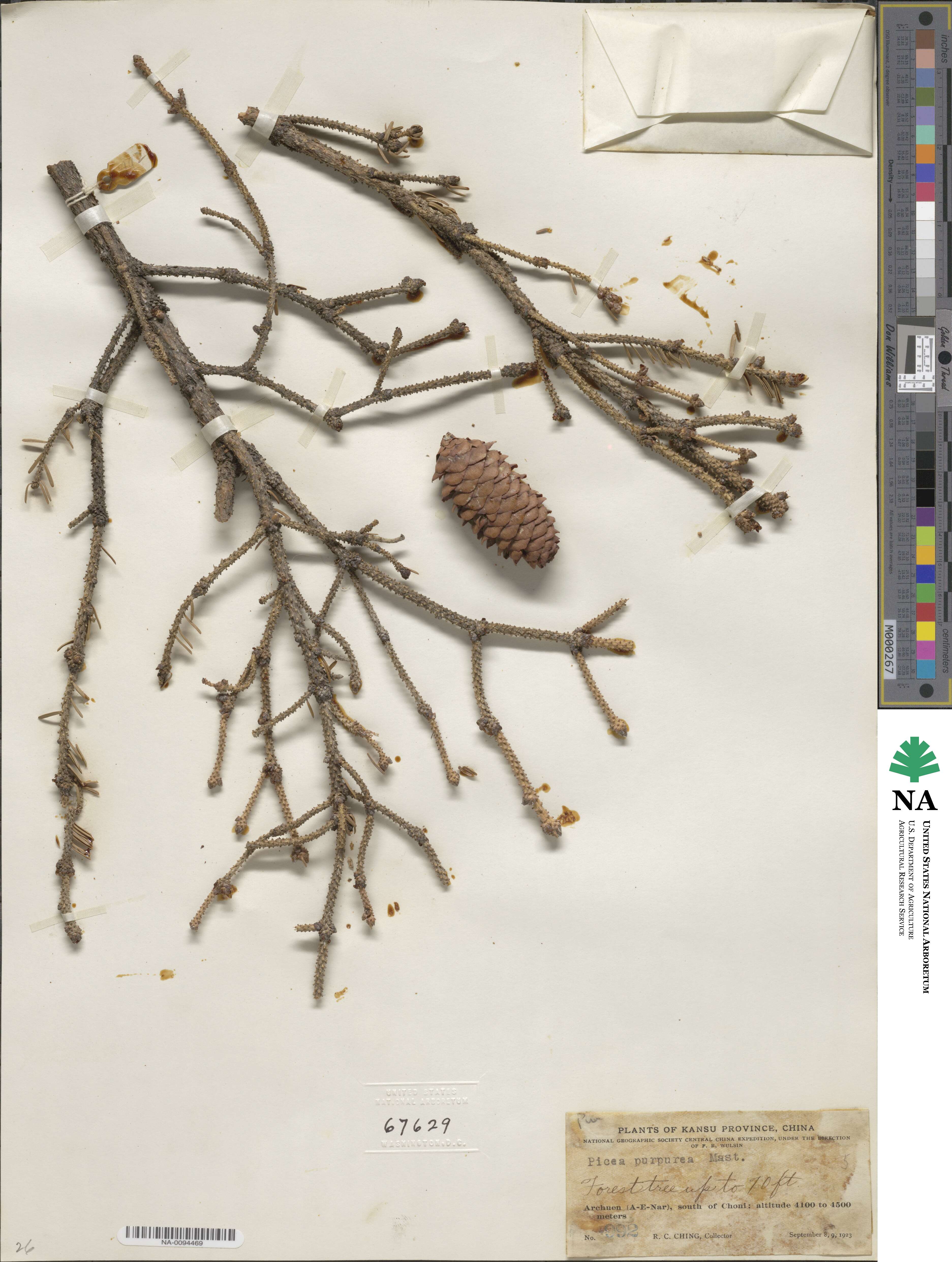 Picea purpurea image