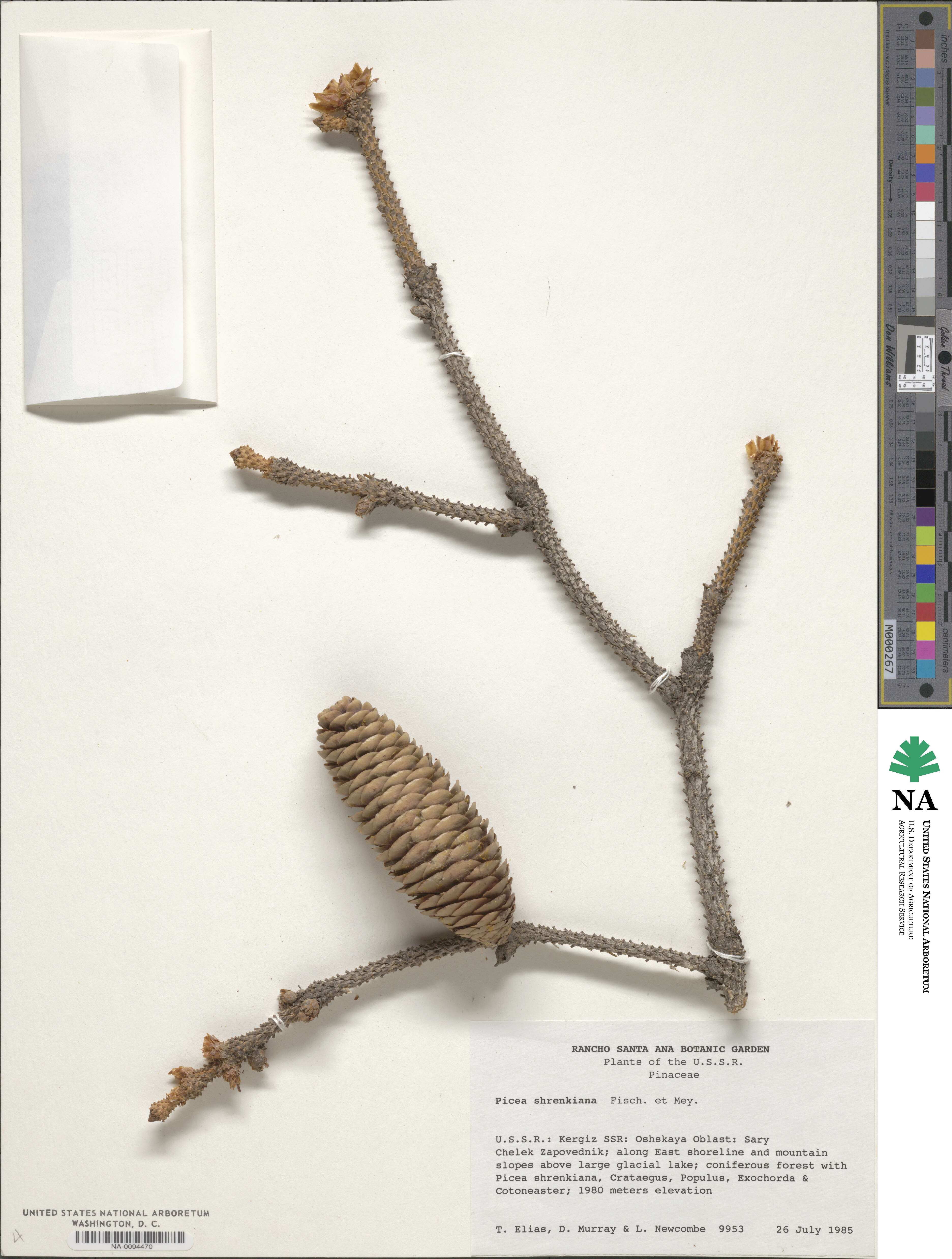 Picea schrenkiana image
