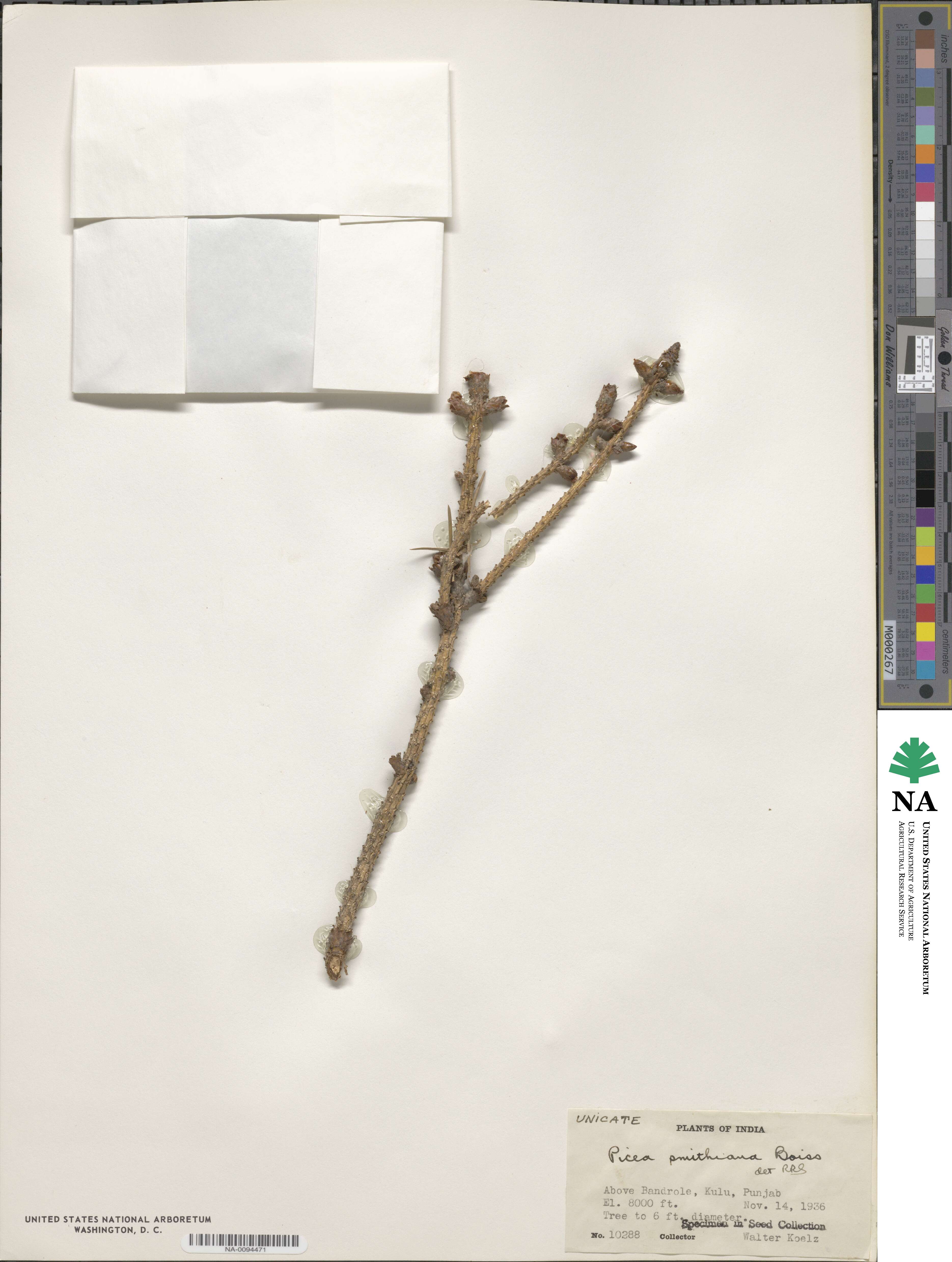 Picea smithiana image