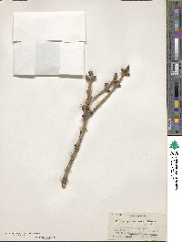 Picea smithiana image