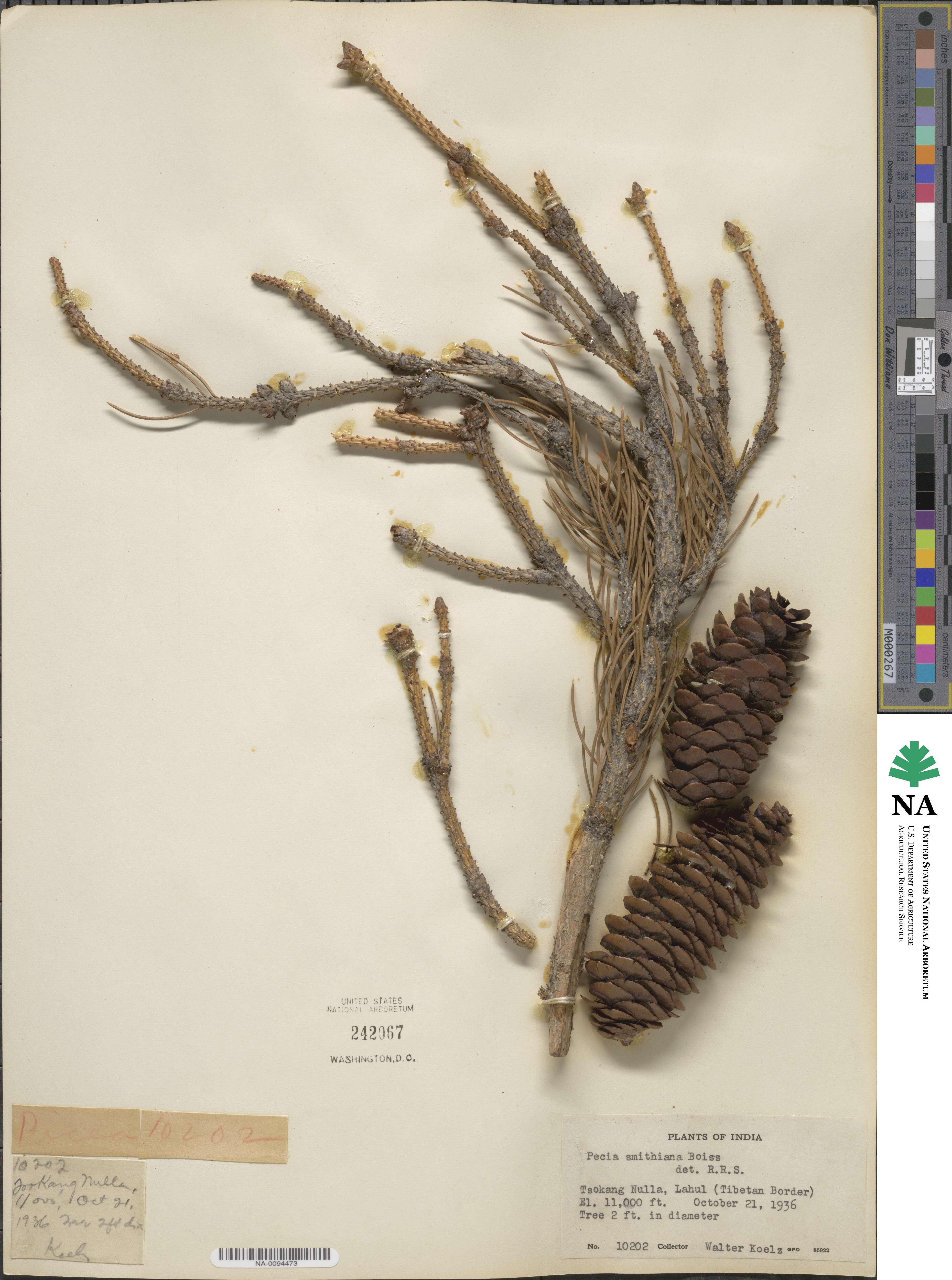 Picea smithiana image