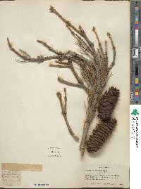 Picea smithiana image