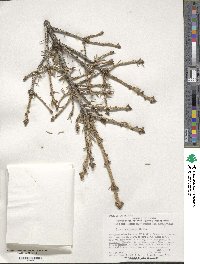 Picea wilsonii image