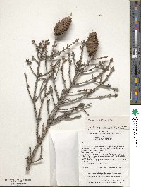 Picea wilsonii image