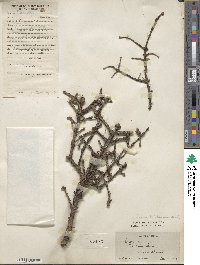 Picea wilsonii image