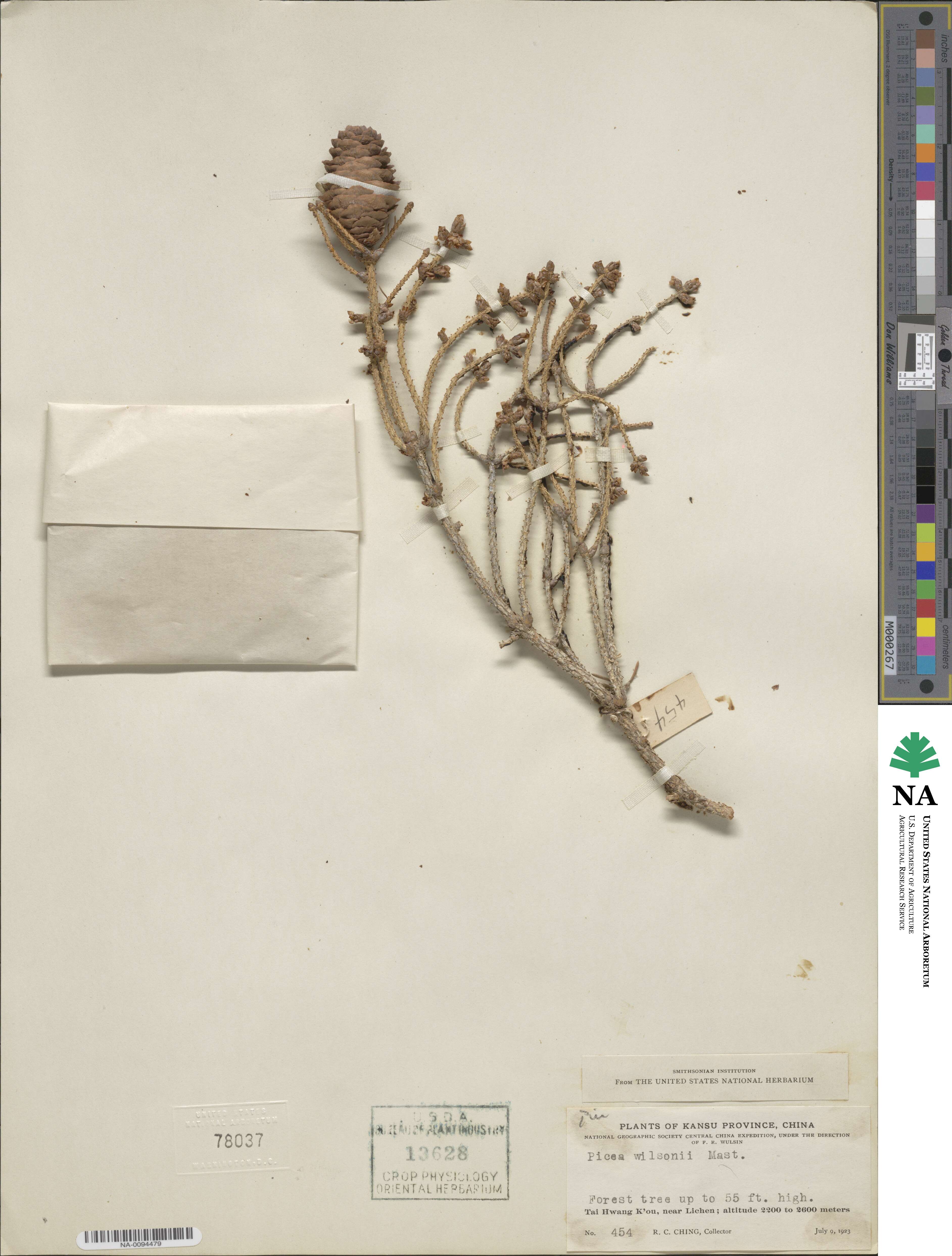 Picea wilsonii image