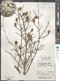 Tsuga chinensis image