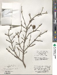 Tsuga chinensis image