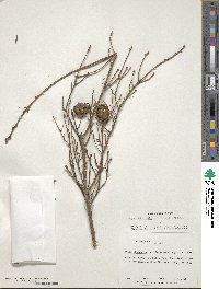 Tsuga chinensis image