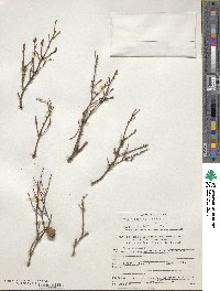 Tsuga chinensis image