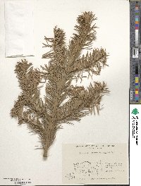 Abies nordmanniana image