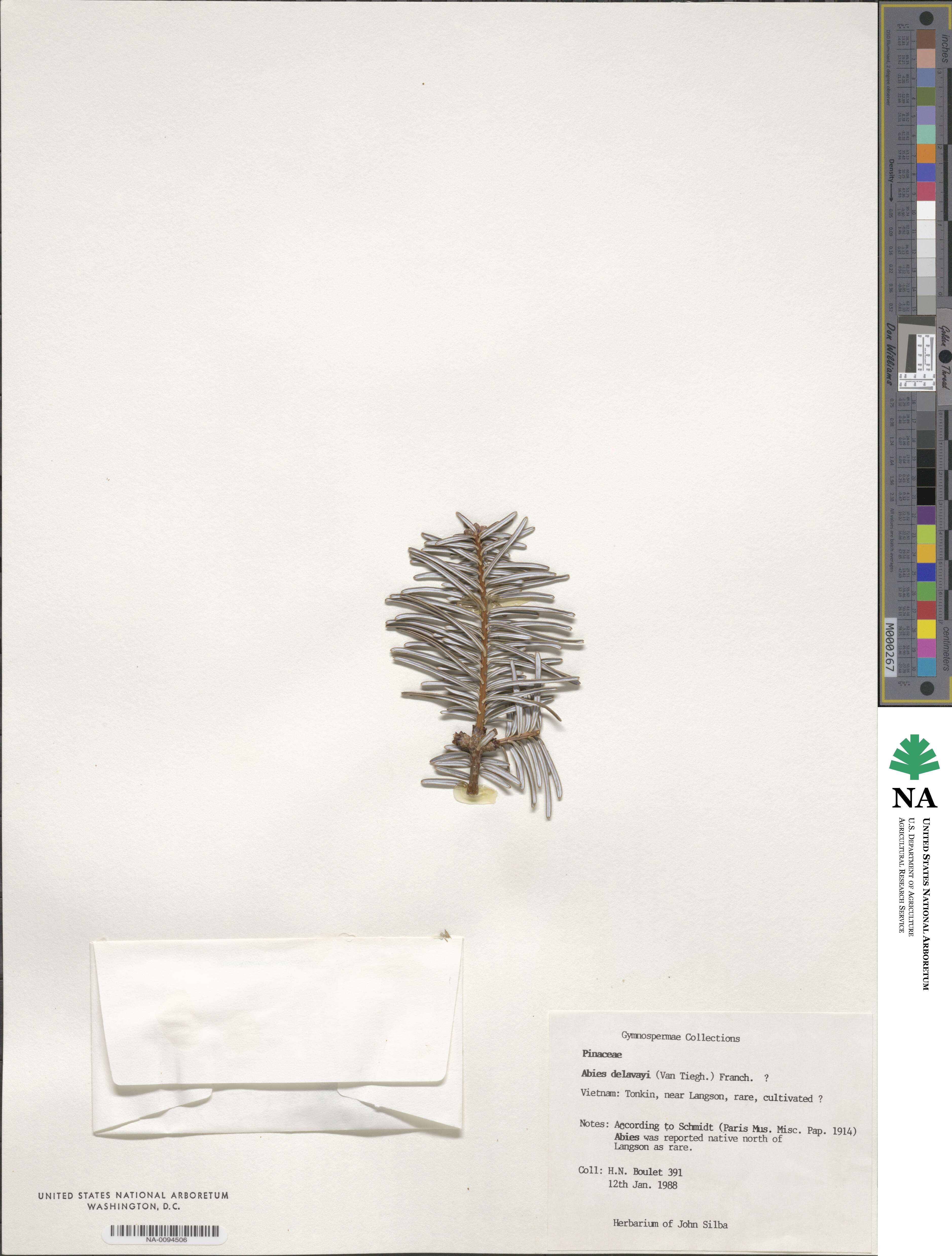 Abies delavayi image