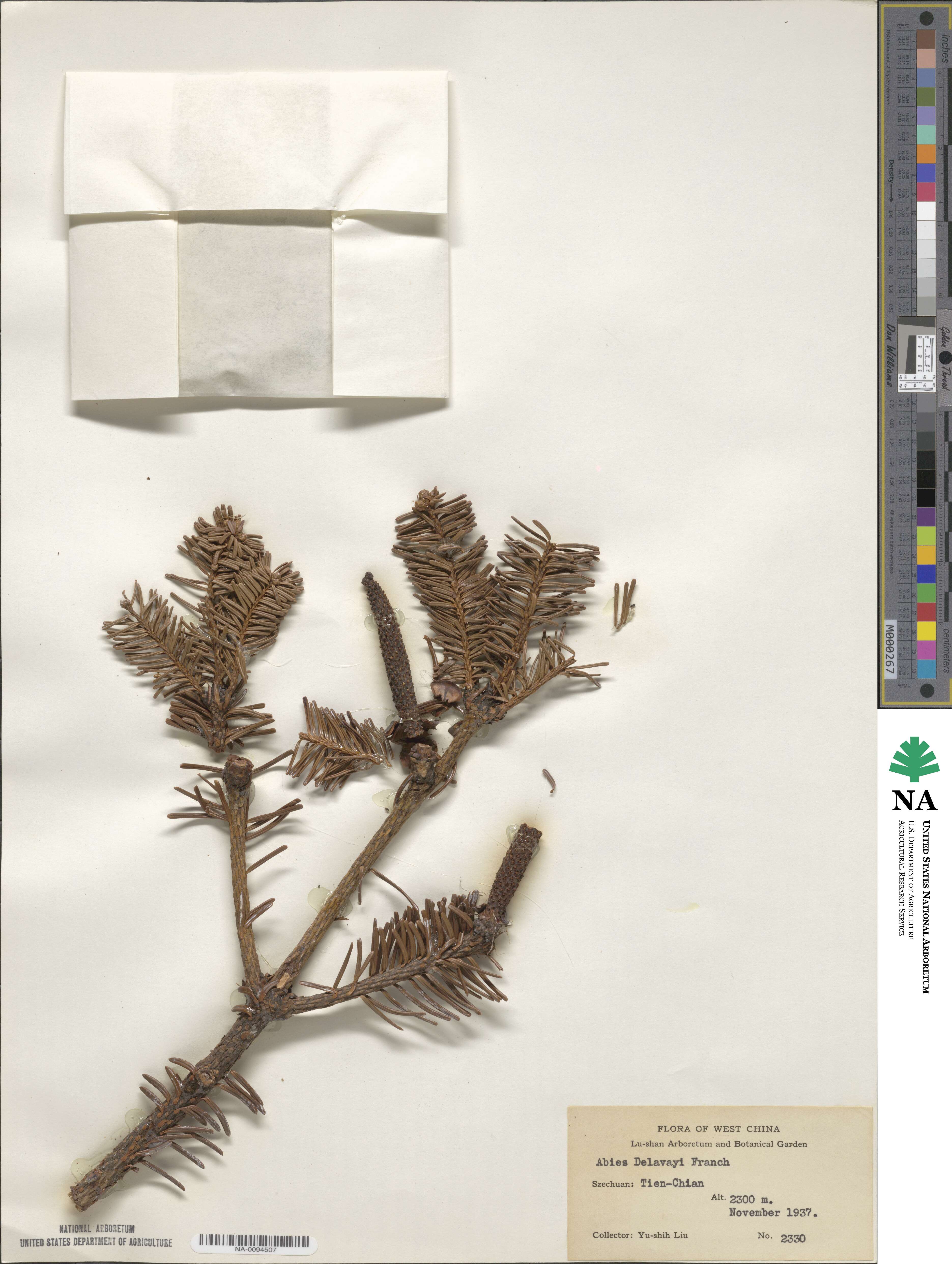 Abies delavayi image