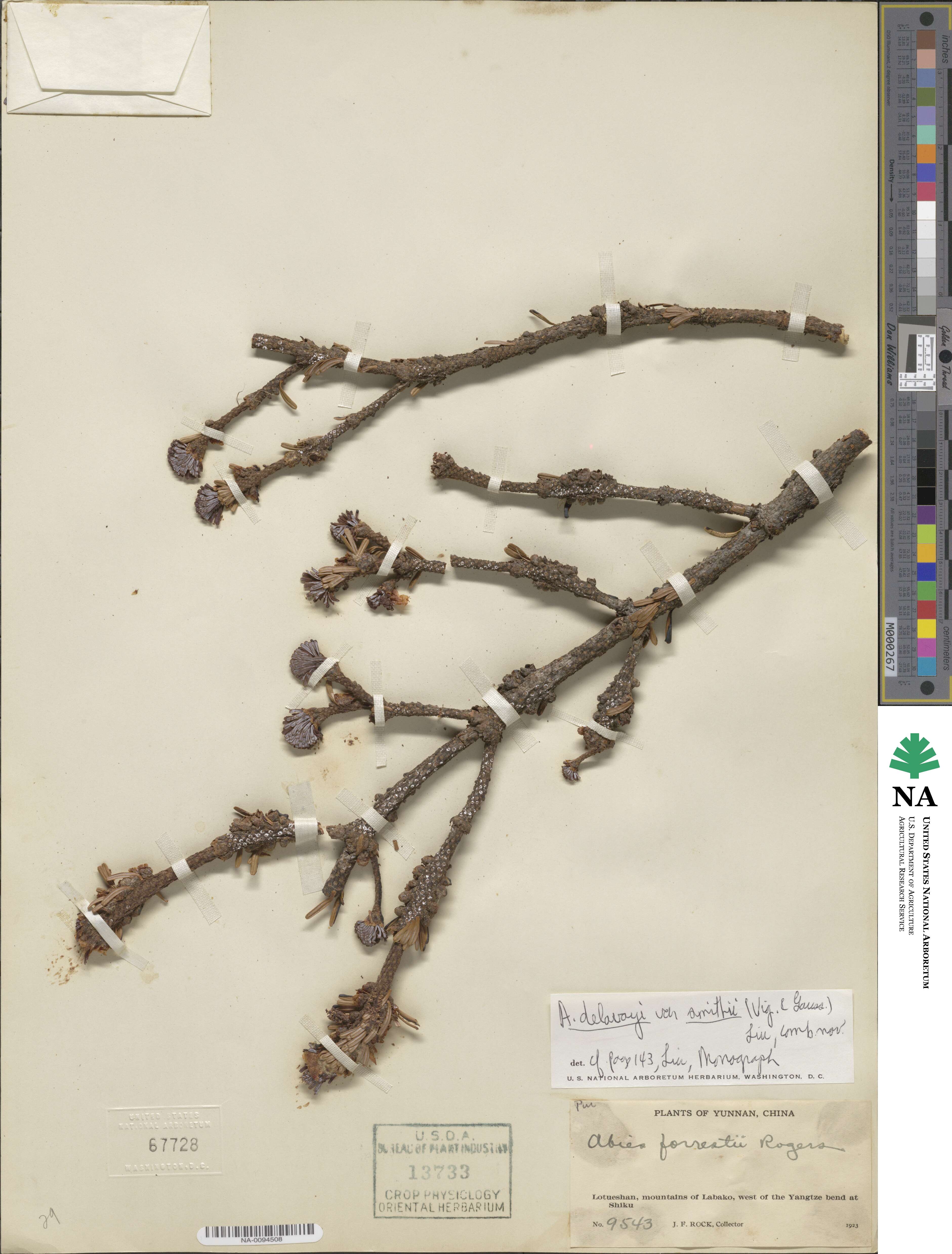 Abies forrestii image