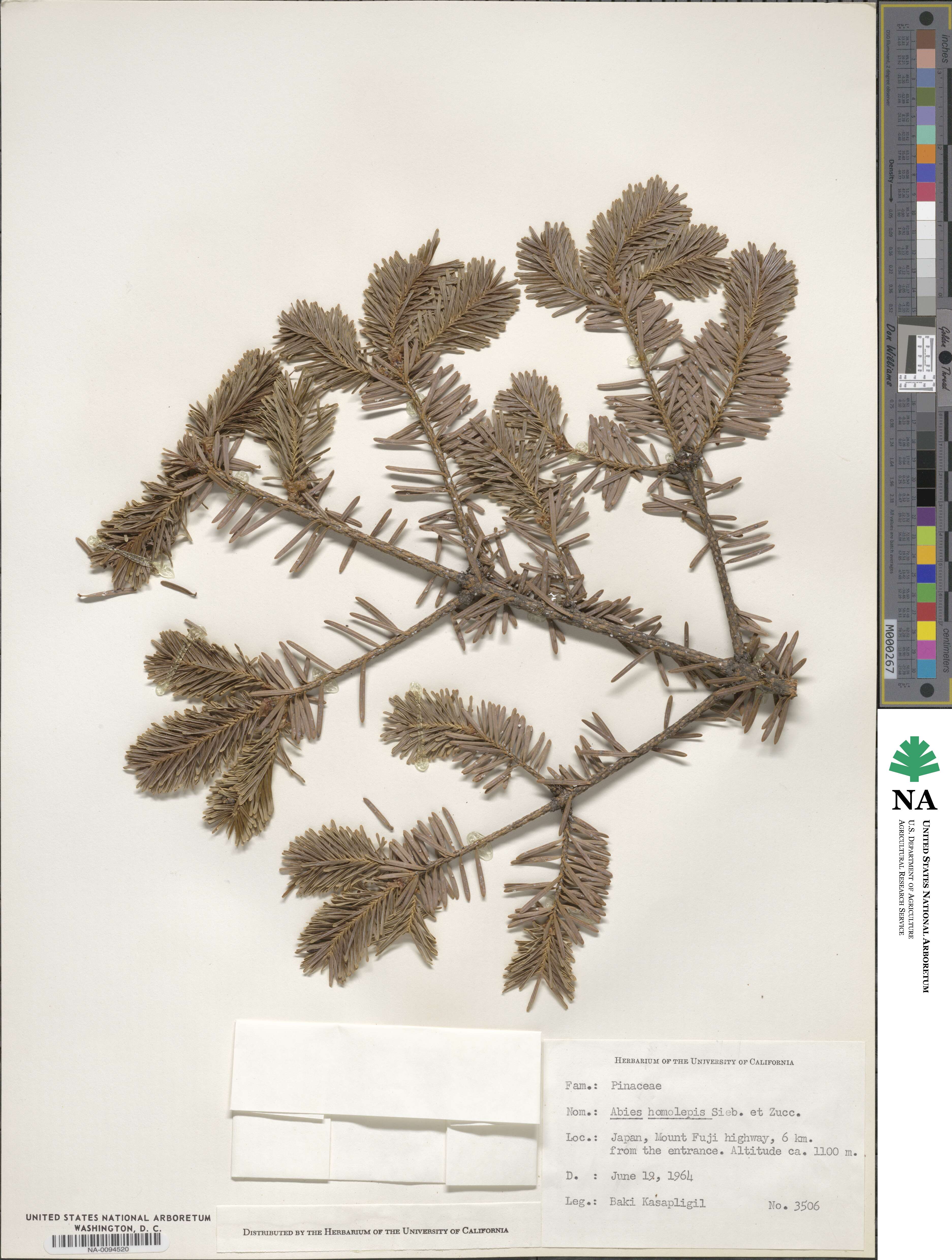 Abies homolepis image