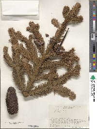 Abies mariesii image