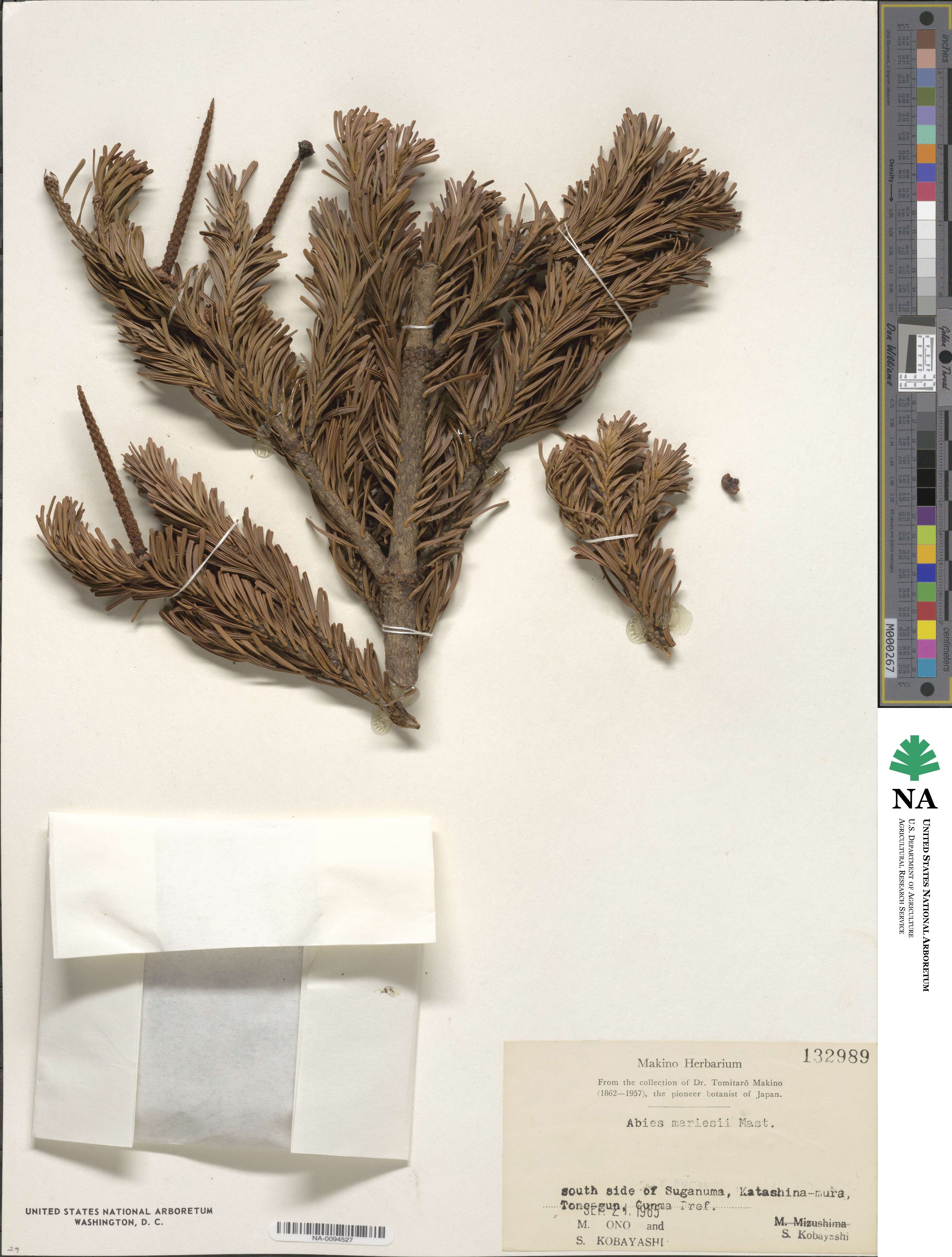 Abies mariesii image