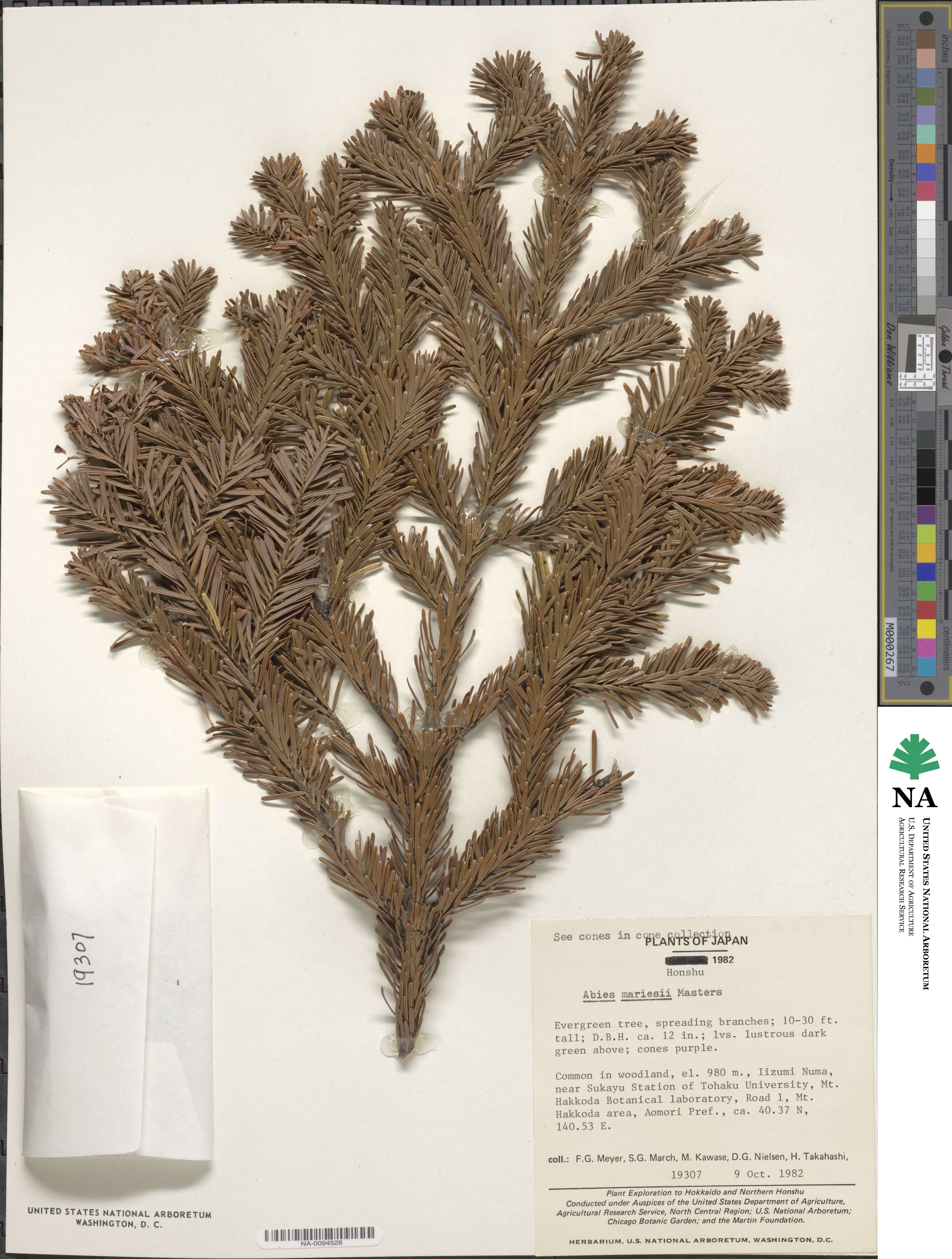 Abies mariesii image