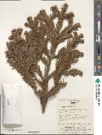 Abies mariesii image