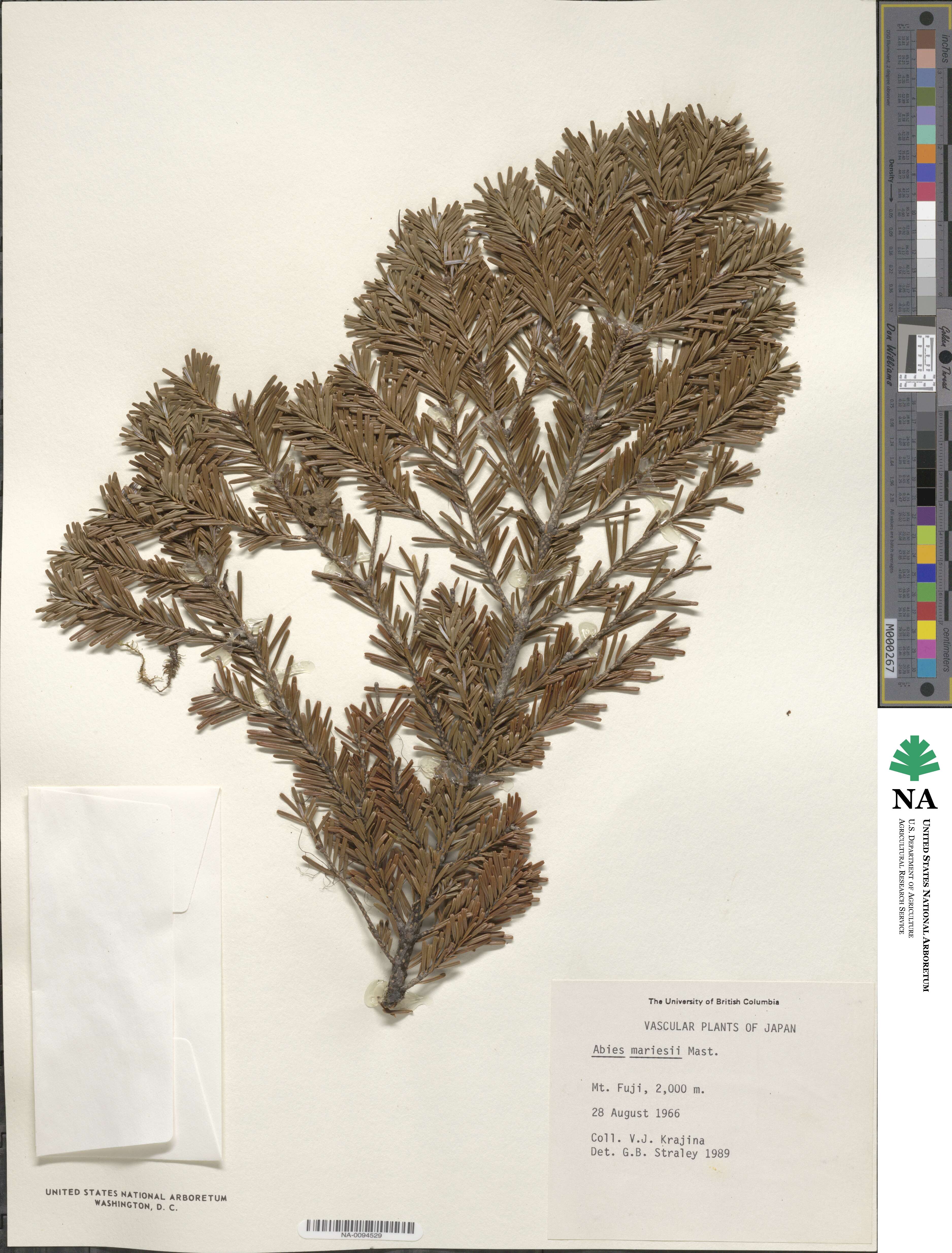 Abies mariesii image