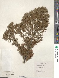 Abies mariesii image