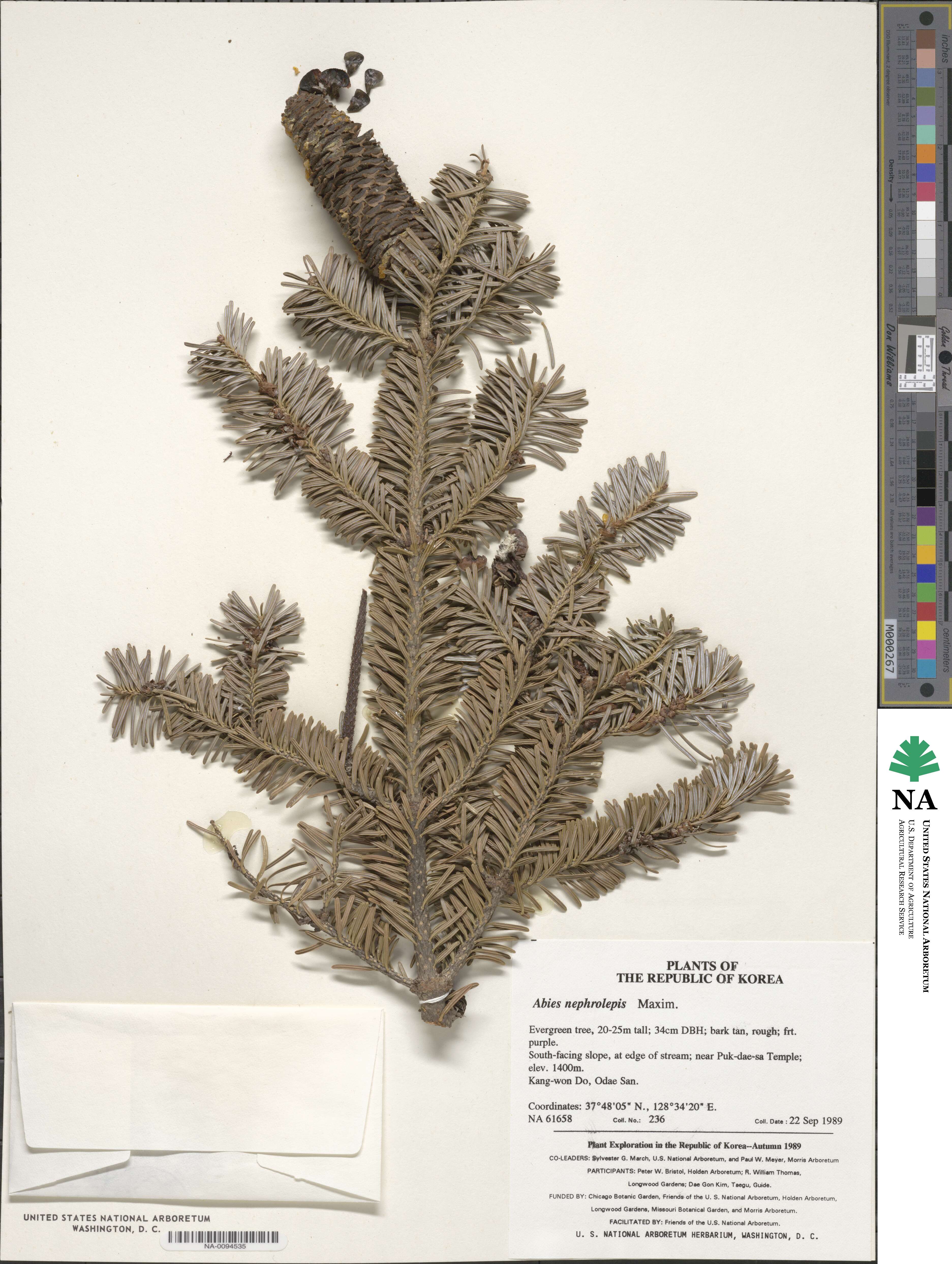 Abies nephrolepis image