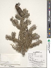 Abies nephrolepis image