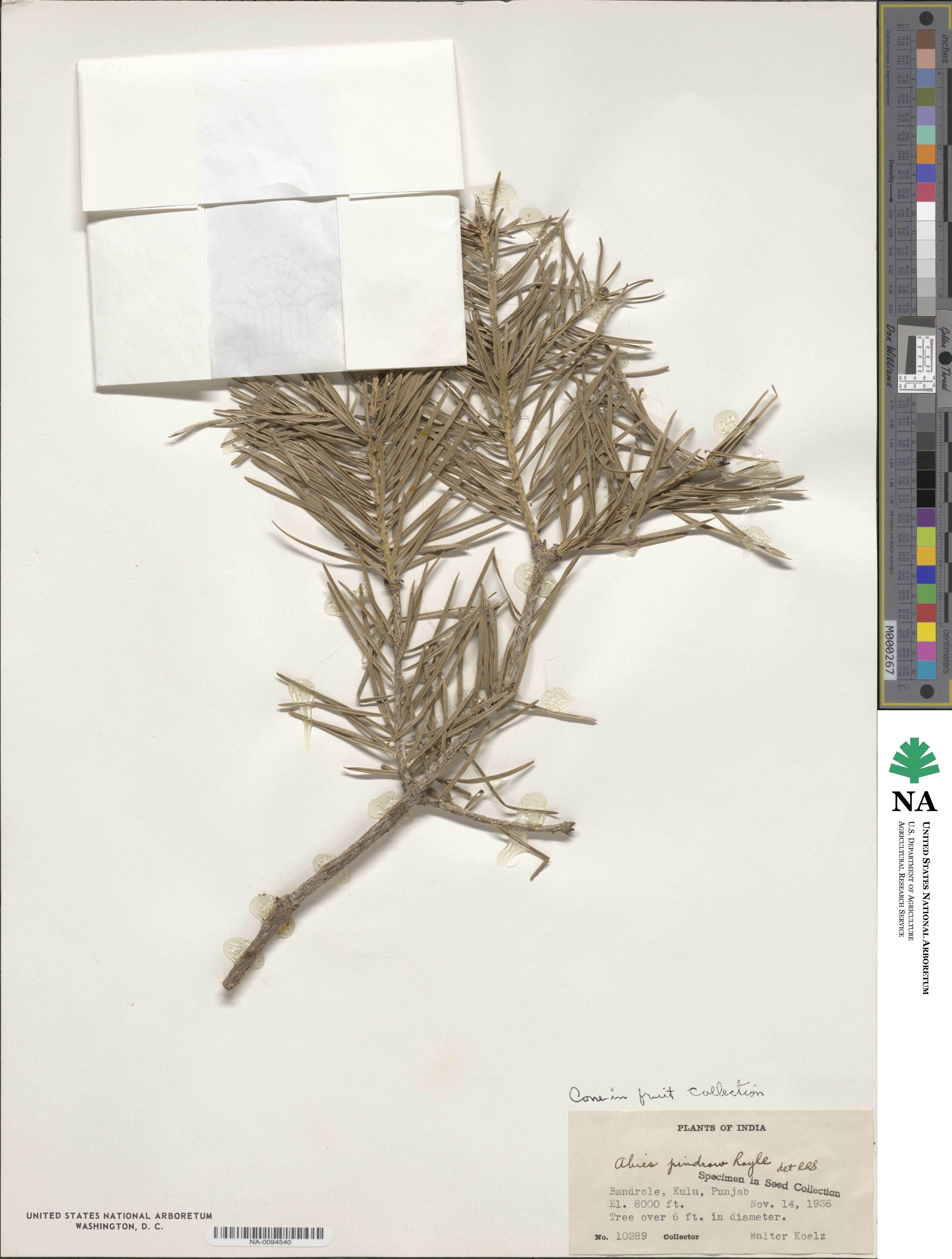 Abies pindrow image