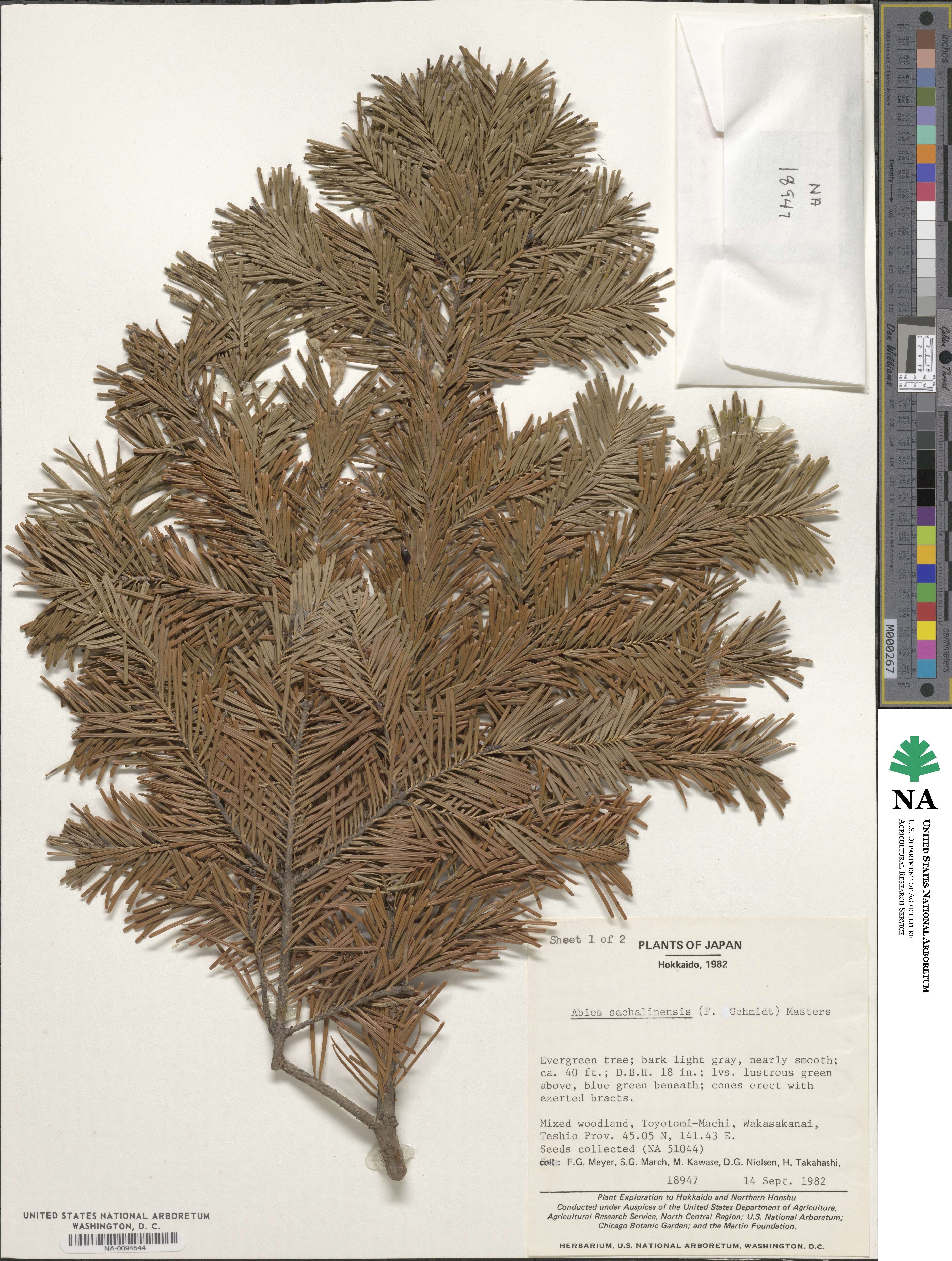 Abies sachalinensis image