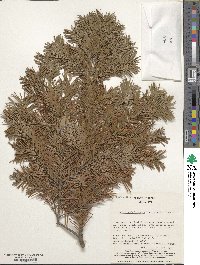 Abies sachalinensis image