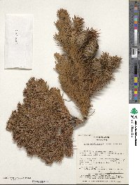 Abies sachalinensis image