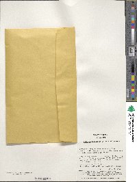 Abies sachalinensis image