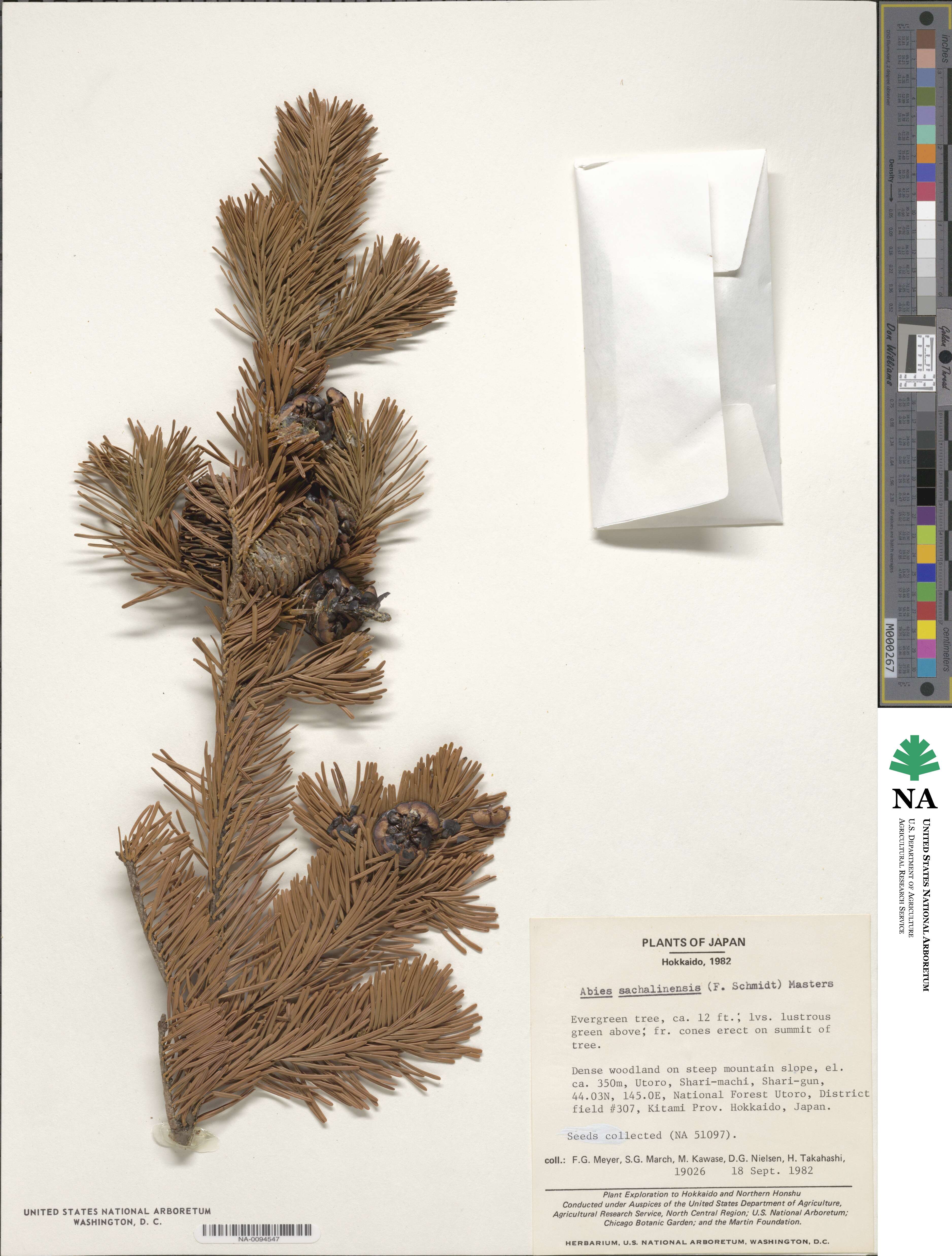 Abies sachalinensis image