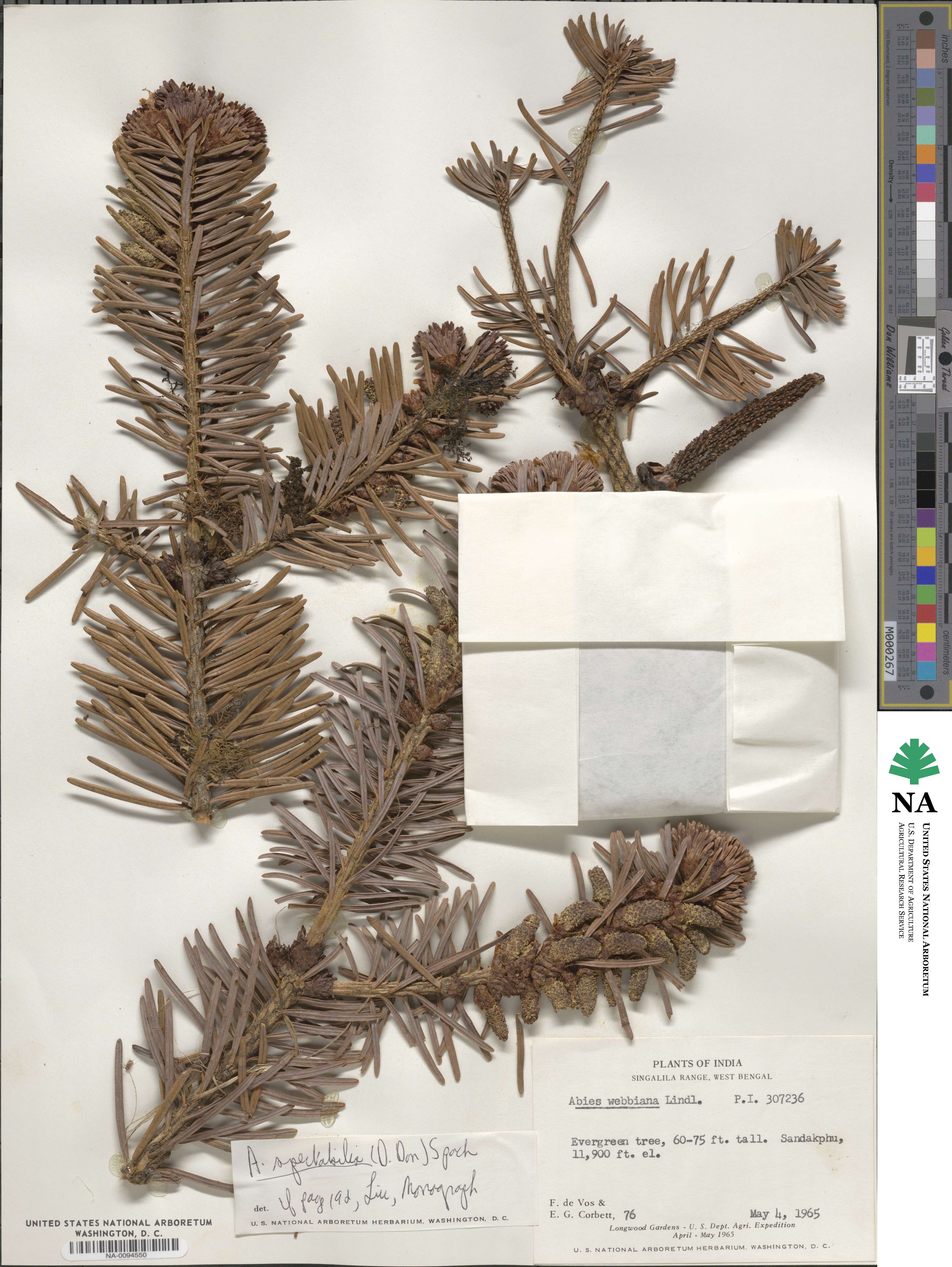 Abies spectabilis image