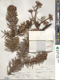 Abies spectabilis image