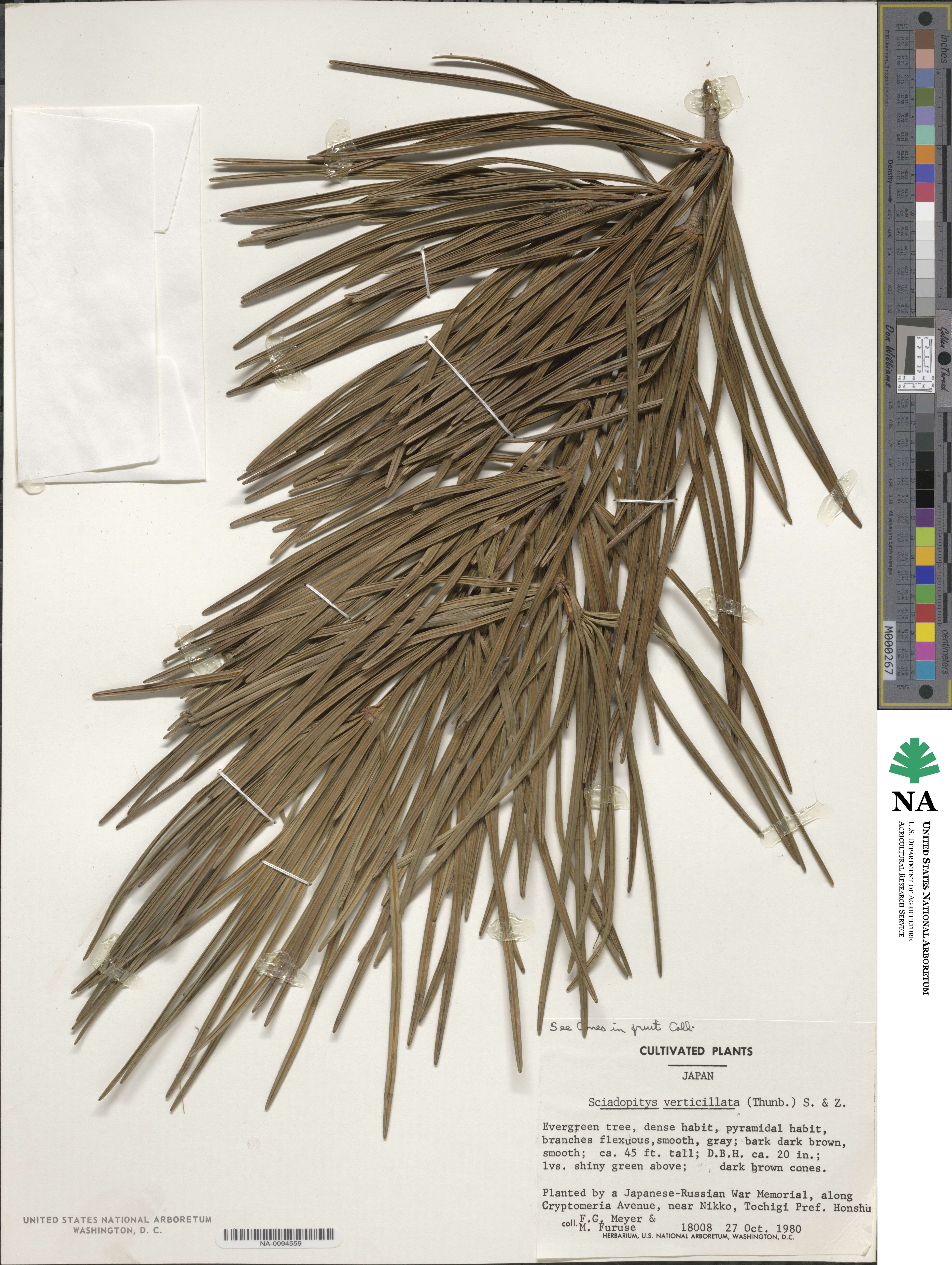 Sciadopitys verticillata image