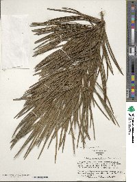 Sciadopitys verticillata image