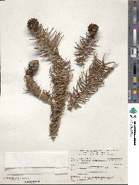 Cunninghamia lanceolata image